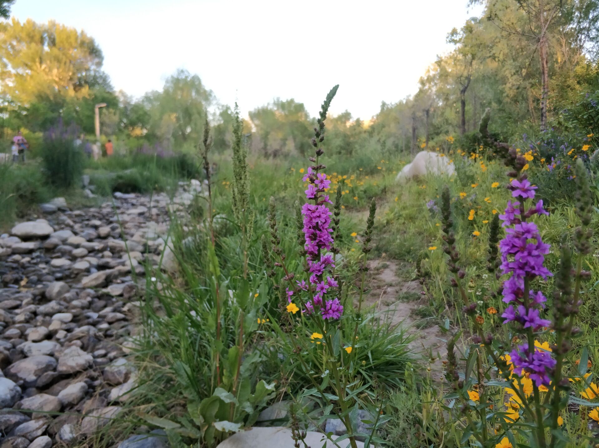 乌鲁木齐南湖美景图,乌鲁木齐南湖公园景区美图