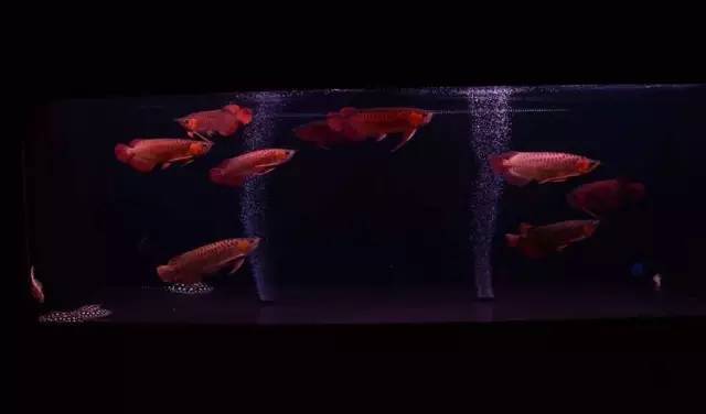 经典混养搭配,混养的问题及解决方法