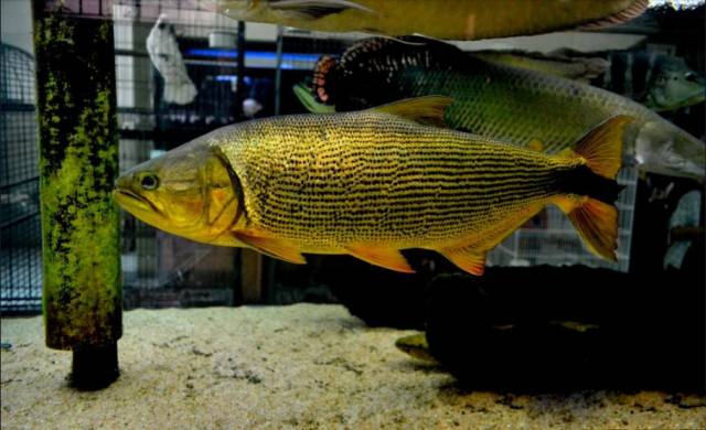 经典混养搭配,混养的问题及解决方法