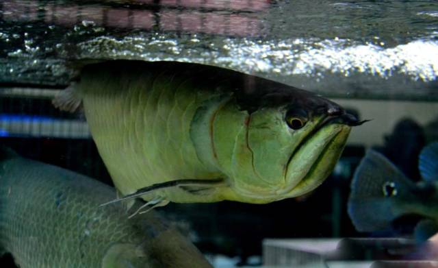 经典混养搭配,混养的问题及解决方法