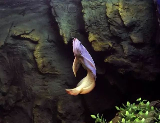 经典混养搭配,混养的问题及解决方法