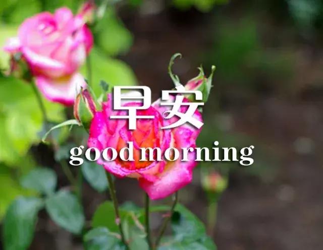问候早安正能量的优美句子,真诚的友谊早安问候最新