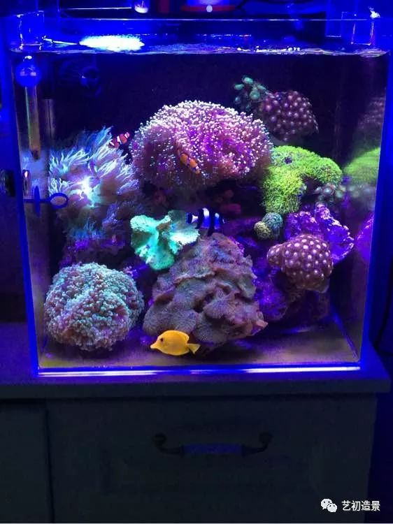 海缸方缸最合适的尺寸,超大海缸开缸教程新手入门