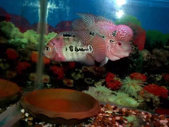 闆岄泟楸肩殑姝ｇ‘閰嶅鏂规硶,绉嶉奔濡備綍閰嶅