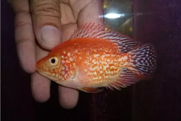 闆岄泟楸肩殑姝ｇ‘閰嶅鏂规硶,绉嶉奔濡備綍閰嶅