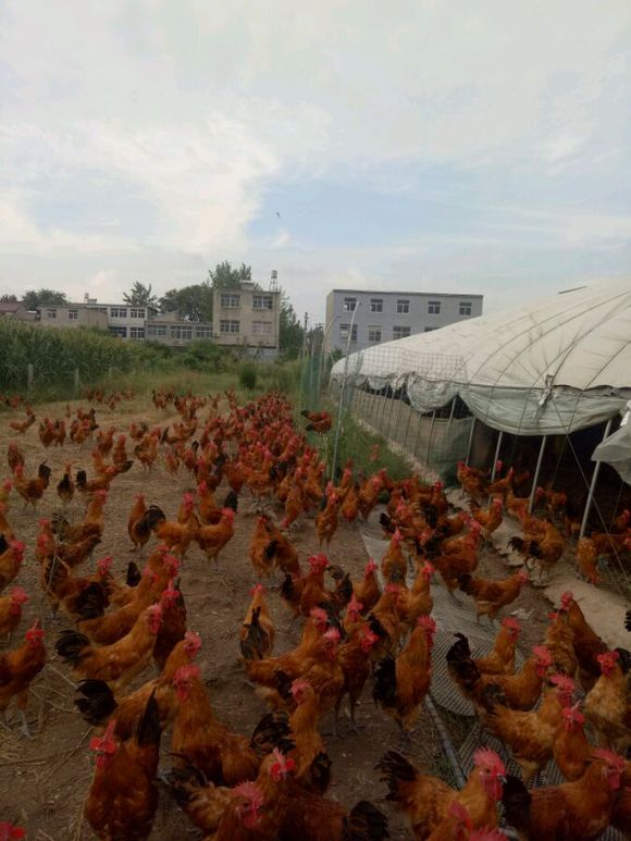 养土鸡养什么品种最赚钱,农村养土鸡和土鸡蛋的利润