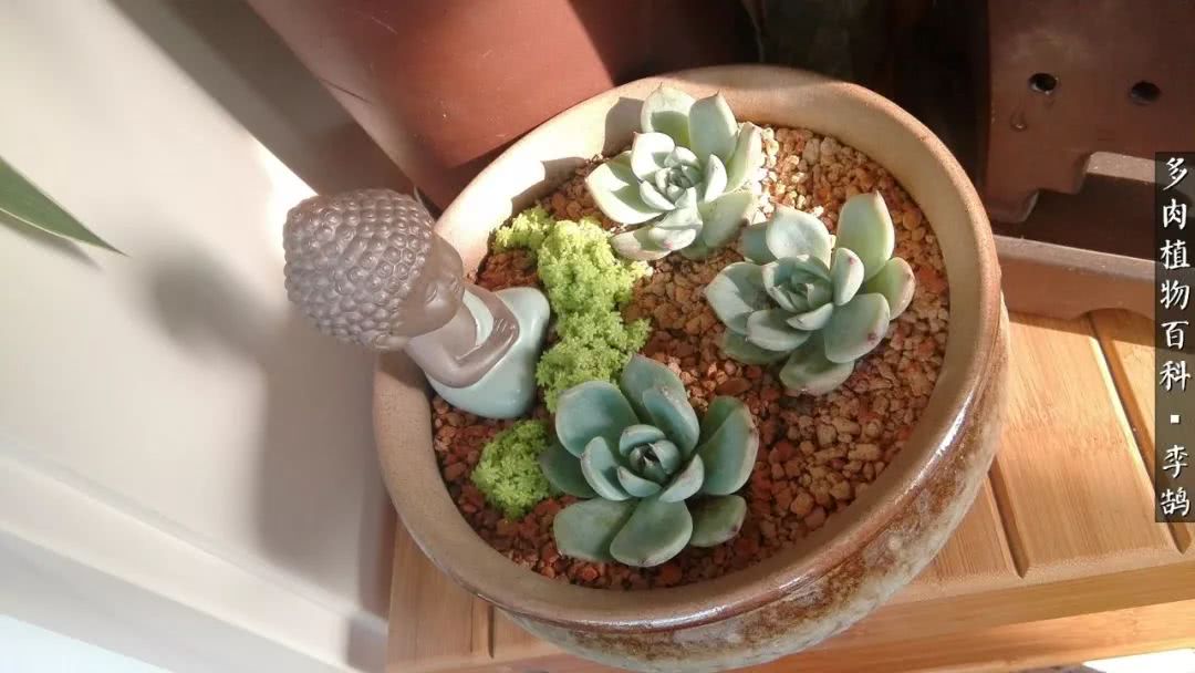 10种养不死的多肉新手的首选,露养多肉的100种方法