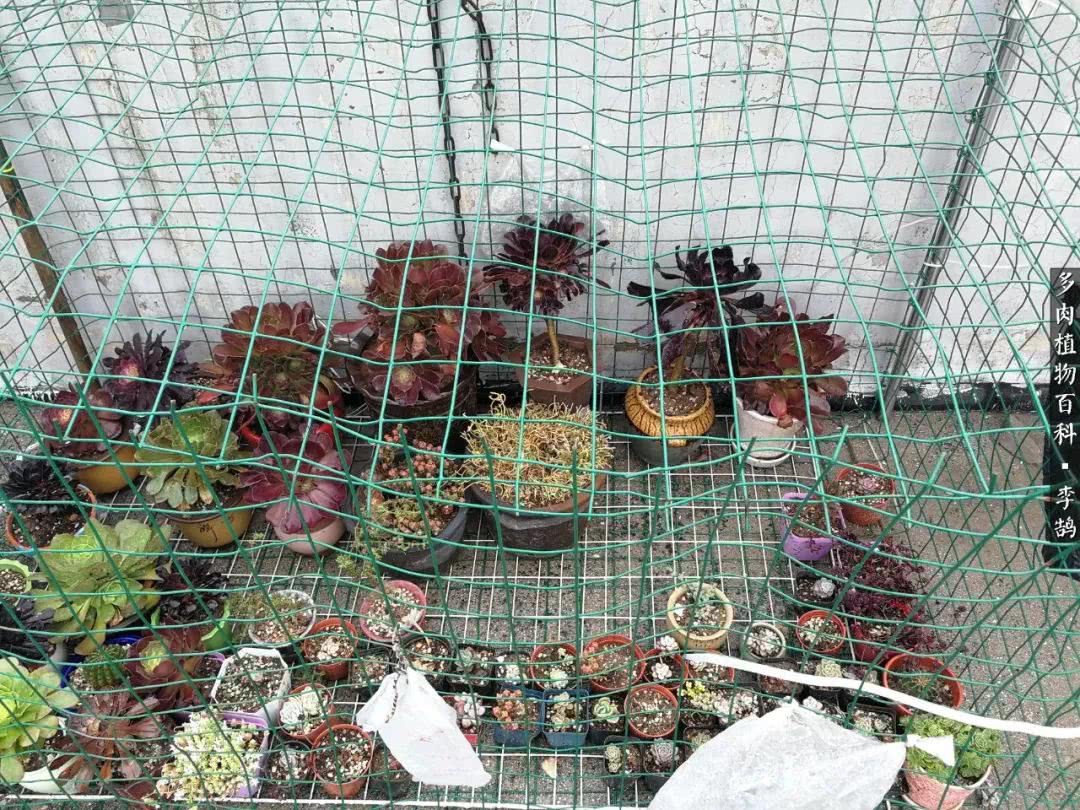 10种养不死的多肉新手的首选,露养多肉的100种方法