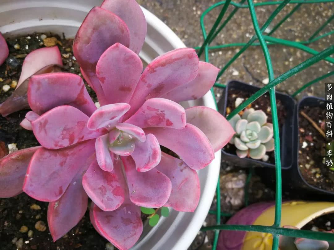 10种养不死的多肉新手的首选,露养多肉的100种方法