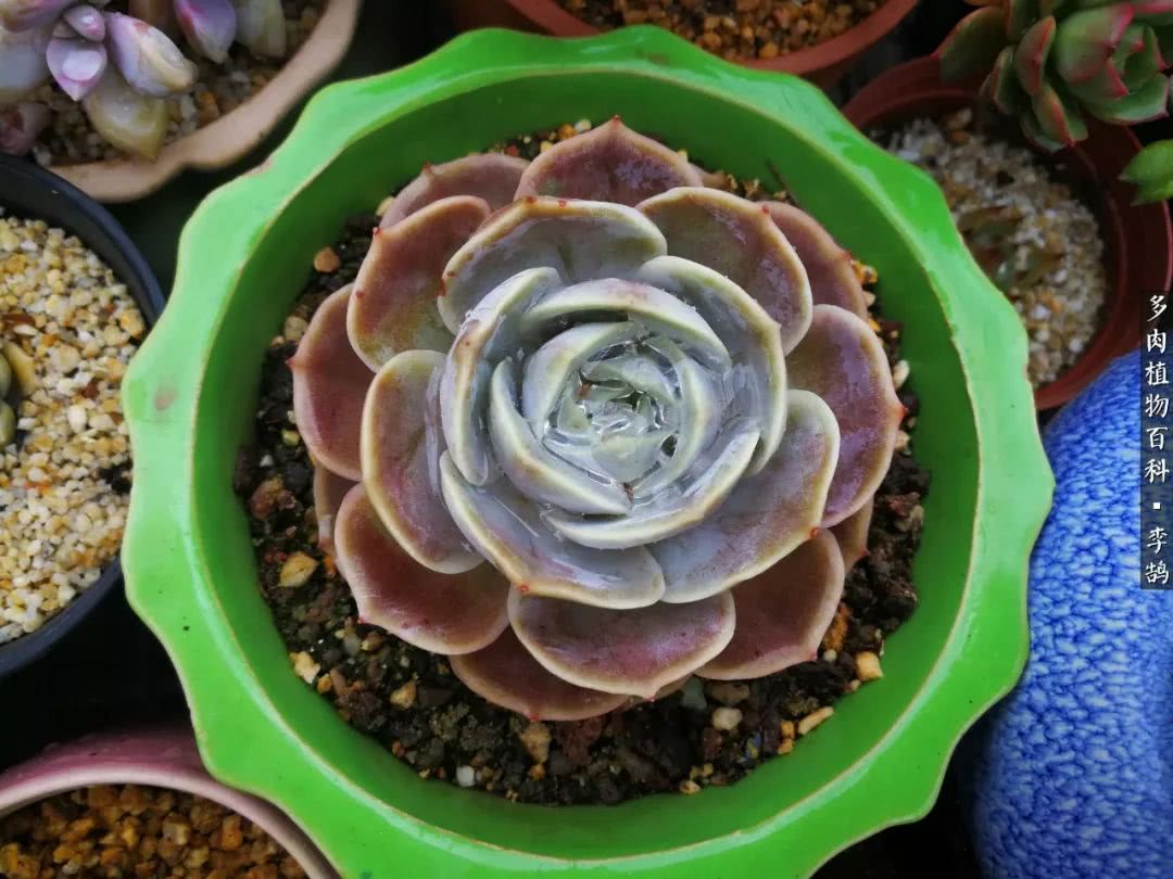 10种养不死的多肉新手的首选,露养多肉的100种方法