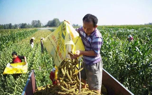 农村种植合作社如何申请免息贷款,家庭农场农业贷款怎么申请