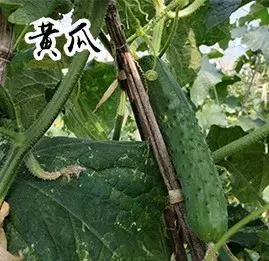 吉林长春农家乐有哪些,长春合心镇农家乐