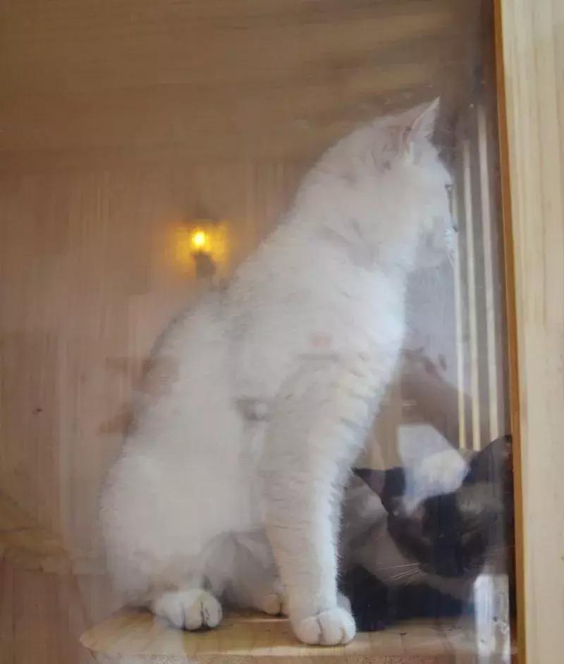 武汉美食必吃推荐粮道街饼夹烧卖,武汉一元路怪味烧饼几点开门