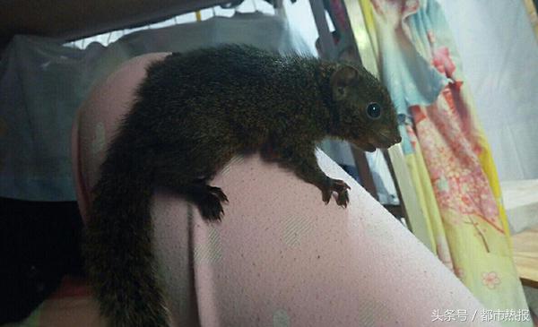 小松鼠被黄鼠狼抓,家养小松鼠会逃跑吗