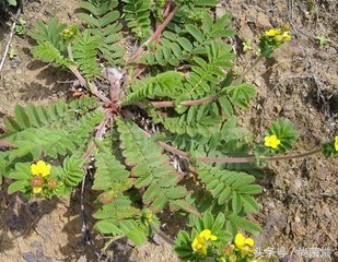 野生鸡爪野菜,鸡爪子野菜是什么样子