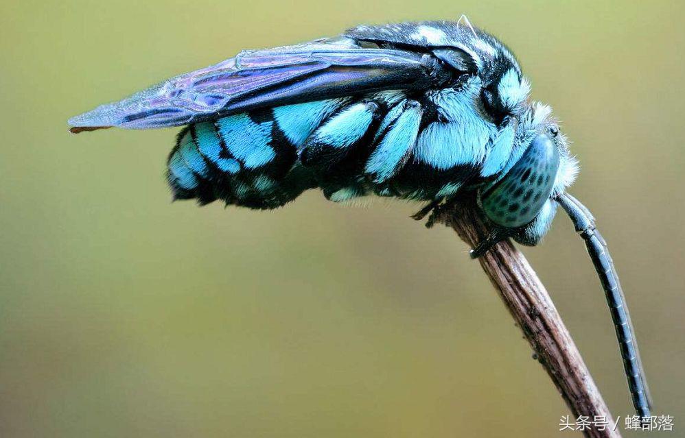 号称蜂界第一杀手，外观美到爆，胡蜂、蜜蜂都深受其害