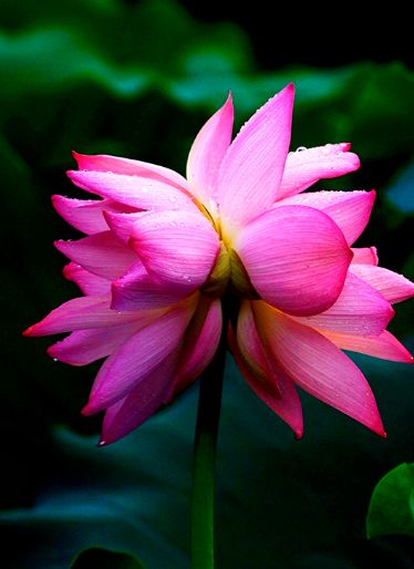 管恩锋十首经典歌曲,管恩锋