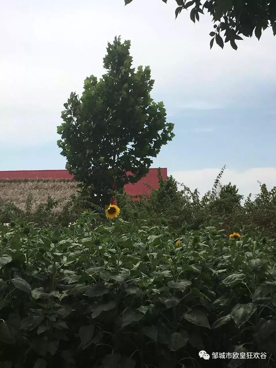 欧皇狂欢谷景区在邹城哪里,邹城市青少年夏令营