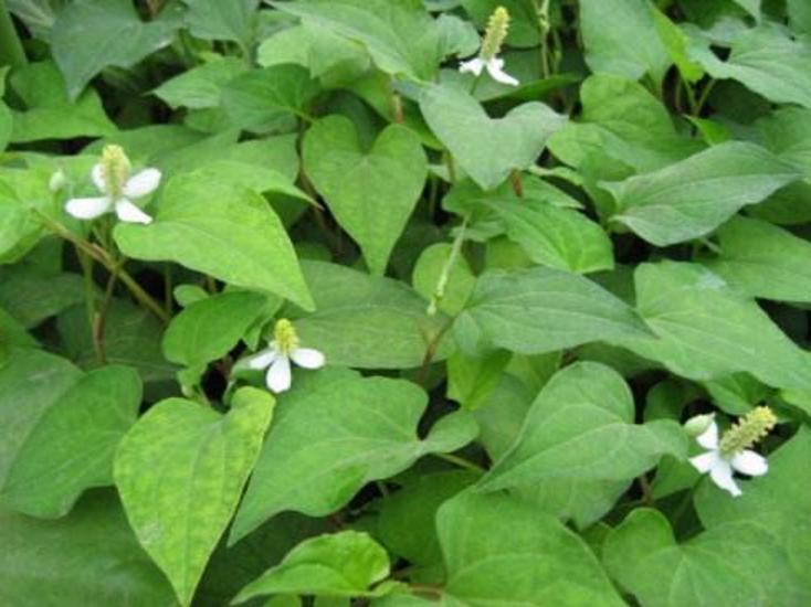 不能吃药如何止咳,不能止咳怎么办