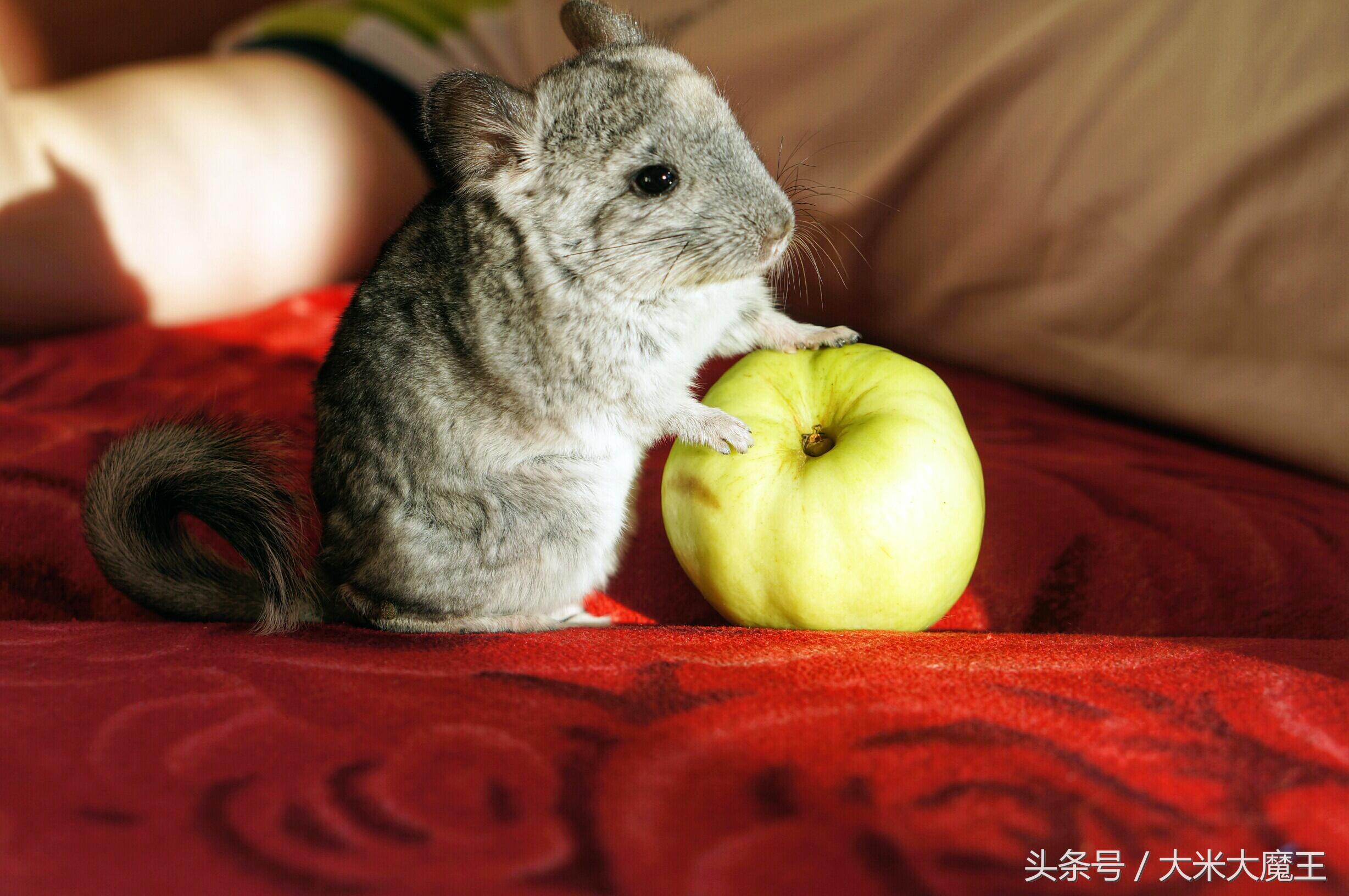 二次元的喵星人 (萌翻世界的喵星人)