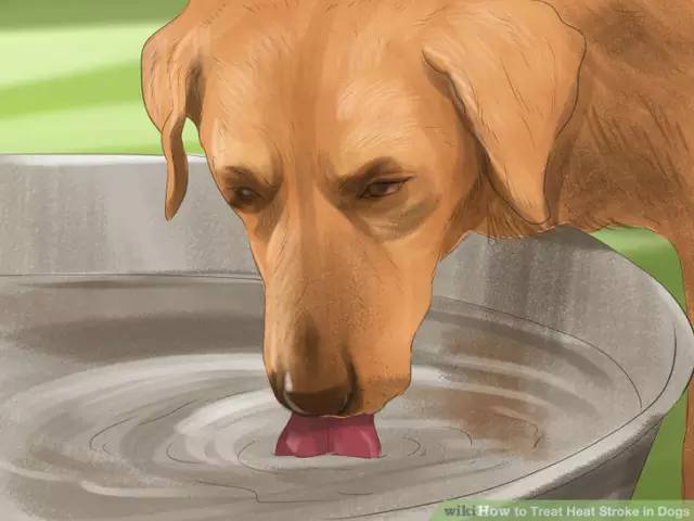 狗狗夏日中暑怎么办,夏季狗狗中暑怎么办