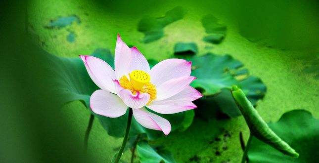 鲜花礼仪之送花意义及技巧,送花的礼仪和注意事项有哪些