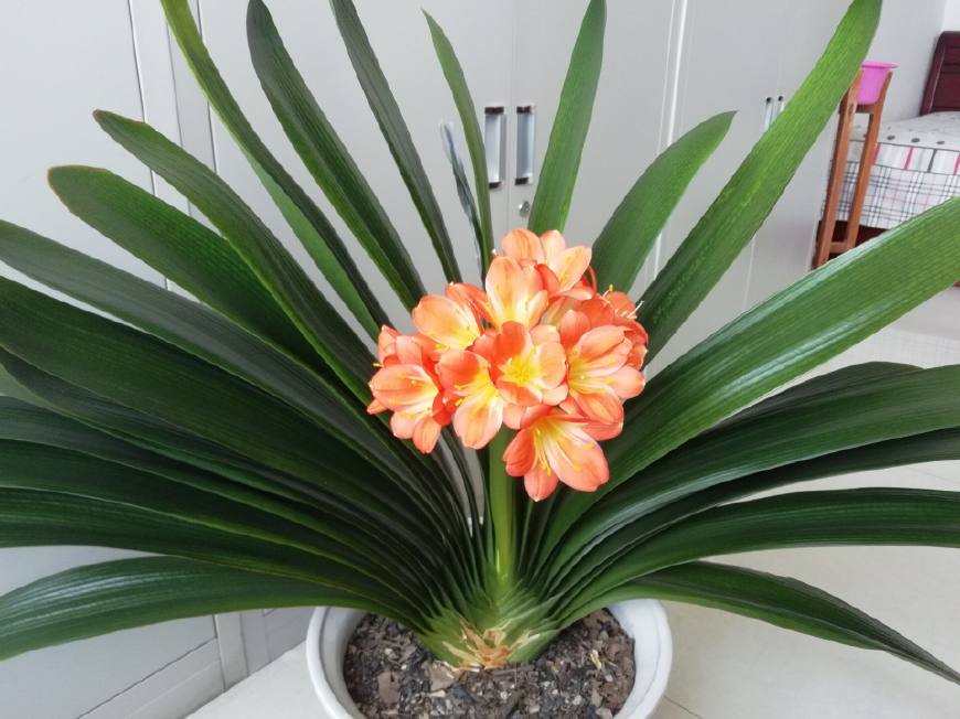 君子兰怎么养才能让它快速开花,养君子兰用什么方法开花快