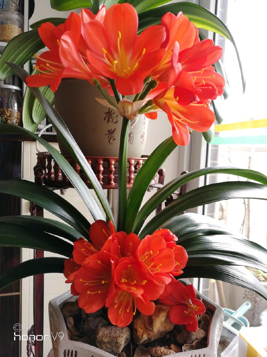 君子兰怎么养才能让它快速开花,养君子兰用什么方法开花快