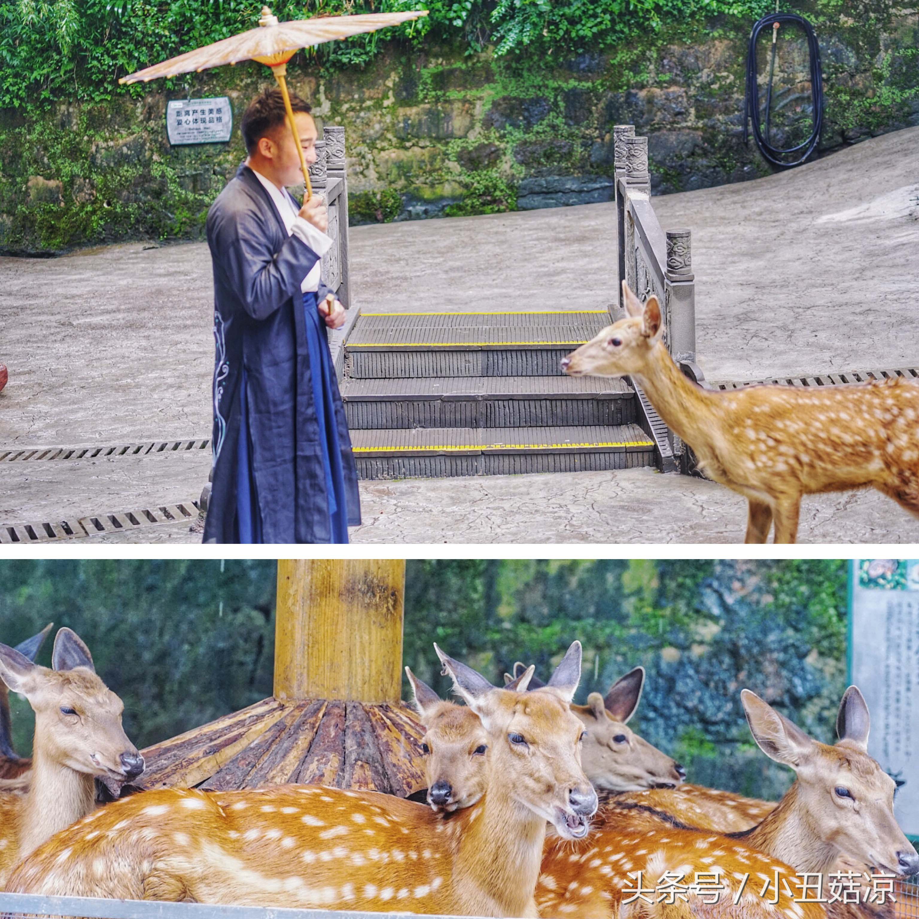 前方高能！疯狂动物城有猛兽出没，请保管好自己的小心脏！