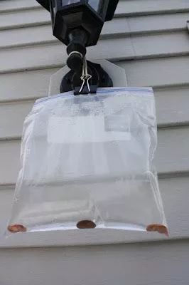 洗衣粉和洗衣液驱蟑螂,洗衣粉白糖米饭除蟑螂