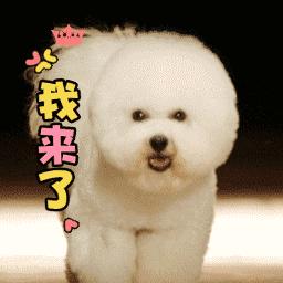 狂犬病致死率100%，这些救命知识一定要早知道！