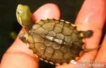 龟出壳后要不要消毒,龟出壳后怎么喂食