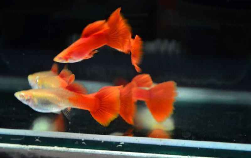 饲养孔雀鱼需要注意到什么,孔雀鱼饲养的注意事项