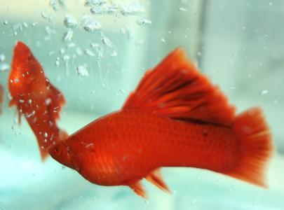 红箭观赏鱼的寿命,养的红箭鱼为何隔几天死一条