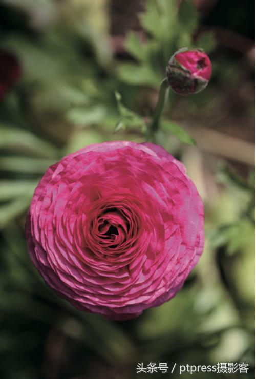 华为手机怎么拍花的技巧,春天拍花的必备技巧是什么