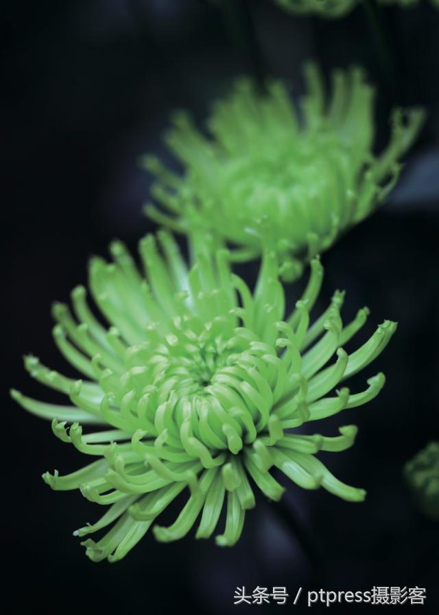 华为手机怎么拍花的技巧,春天拍花的必备技巧是什么