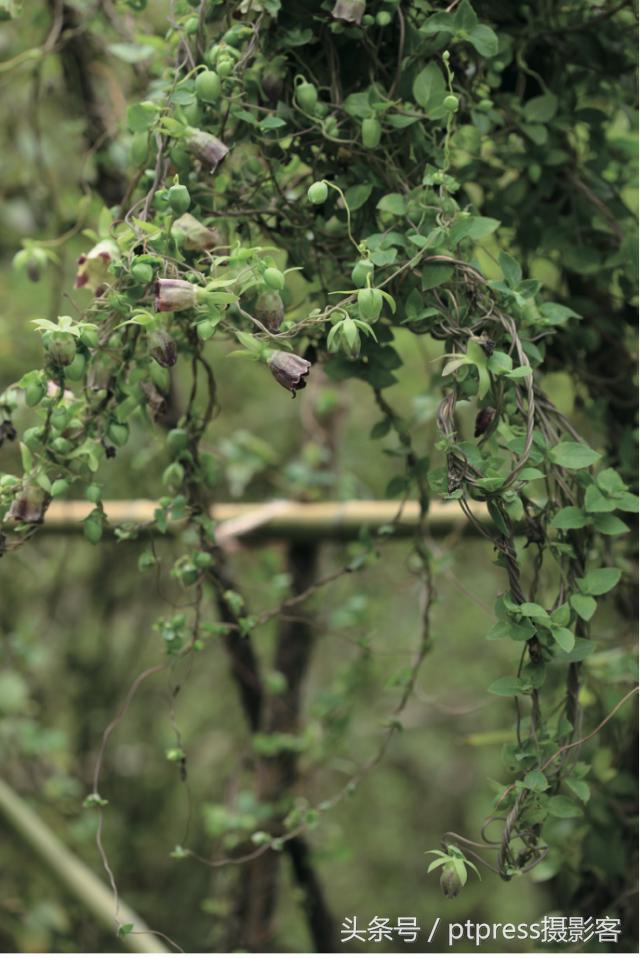 华为手机怎么拍花的技巧,春天拍花的必备技巧是什么