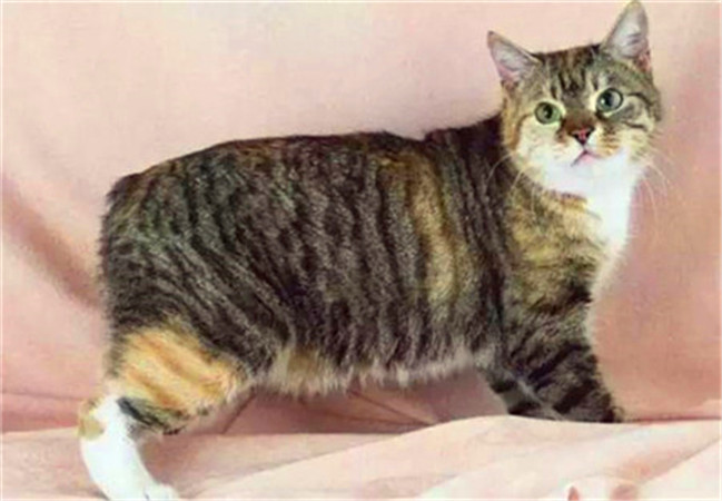 世界杯猫咪身价多少美元,世界杯和国足身价对比