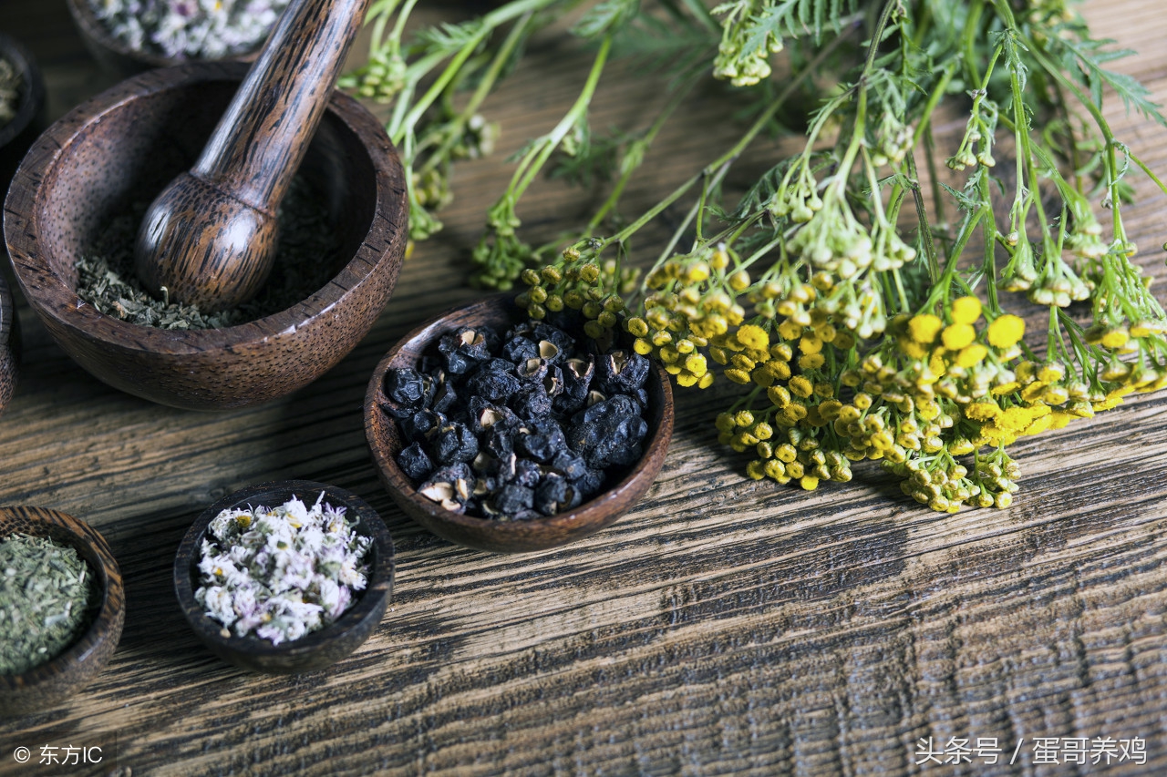 养鸡常用的五种中草药配方表,养鸡经常用到的几种中药