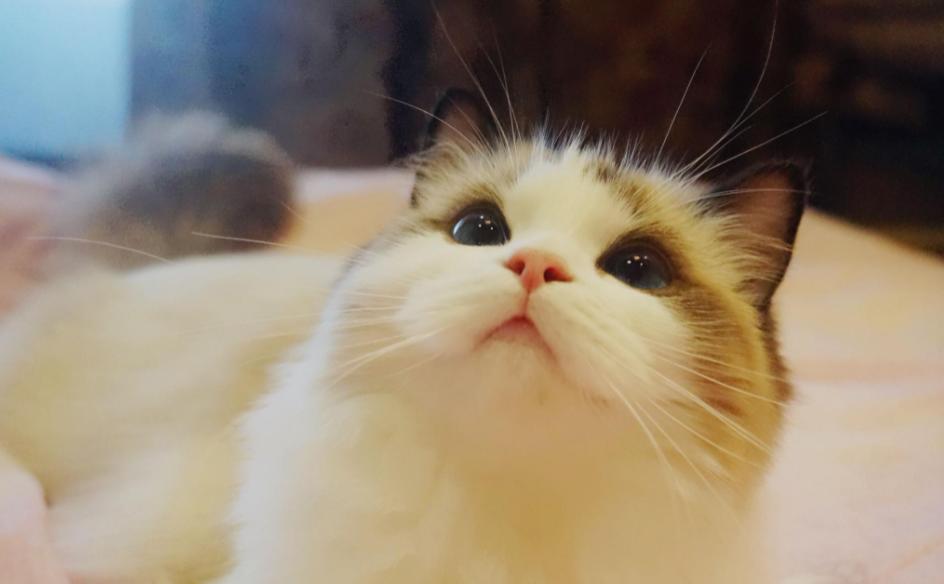 布偶猫奶猫多少钱一只,猫中贵族布偶猫