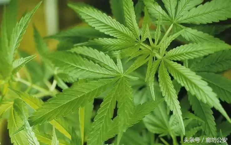 青少年远离毒品禁毒安全教育,远离毒品争做防毒拒毒小卫士