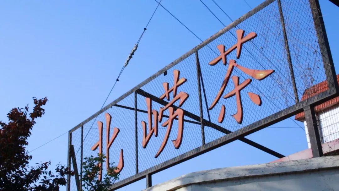 崂山绿茶是什么茶类型的茶,崂山绿茶和野生茶有什么区别