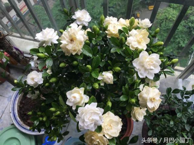 栀子花喂点什么水开花多,盆栽野栀子花叶片发黄