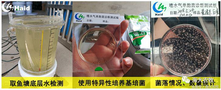 如何解决鱼生病的问题,鱼老死怎么治疗最好