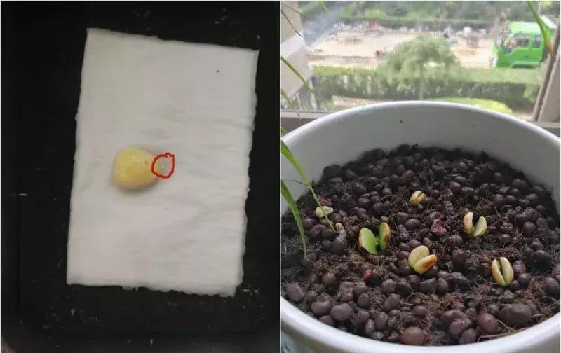 水果核丢花盆发芽了,水果籽呛到肺里去发芽了
