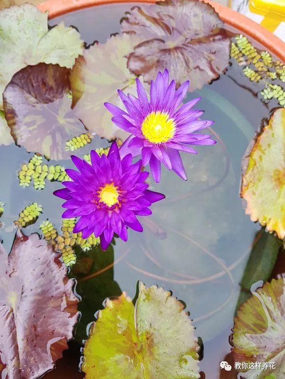 放水里能长期存活的花,适合懒人在水里养的花