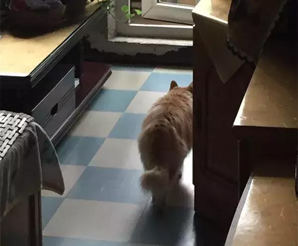 主人带猫去参加展会,主人带猫咪去参加猫展