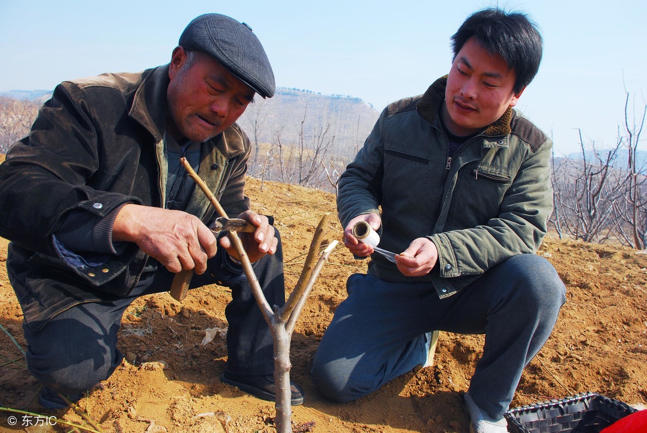 嫁接果树成活率低？老果农手把手教，只需简单5步一看就会！