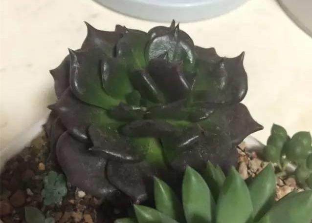 红稚莲多肉里面有虫怎么办,多肉植物的七种病虫害