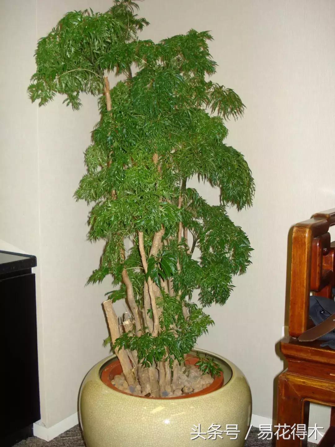 福禄桐绿植花卉,福禄桐防烂根